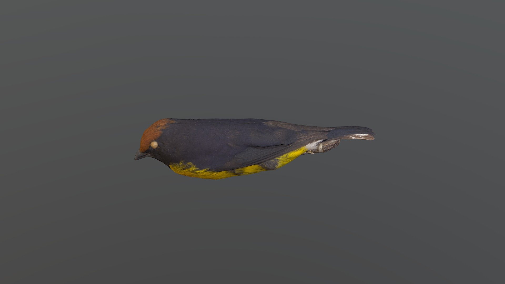 Tawny-capped Euphonia - Euphonia anneae