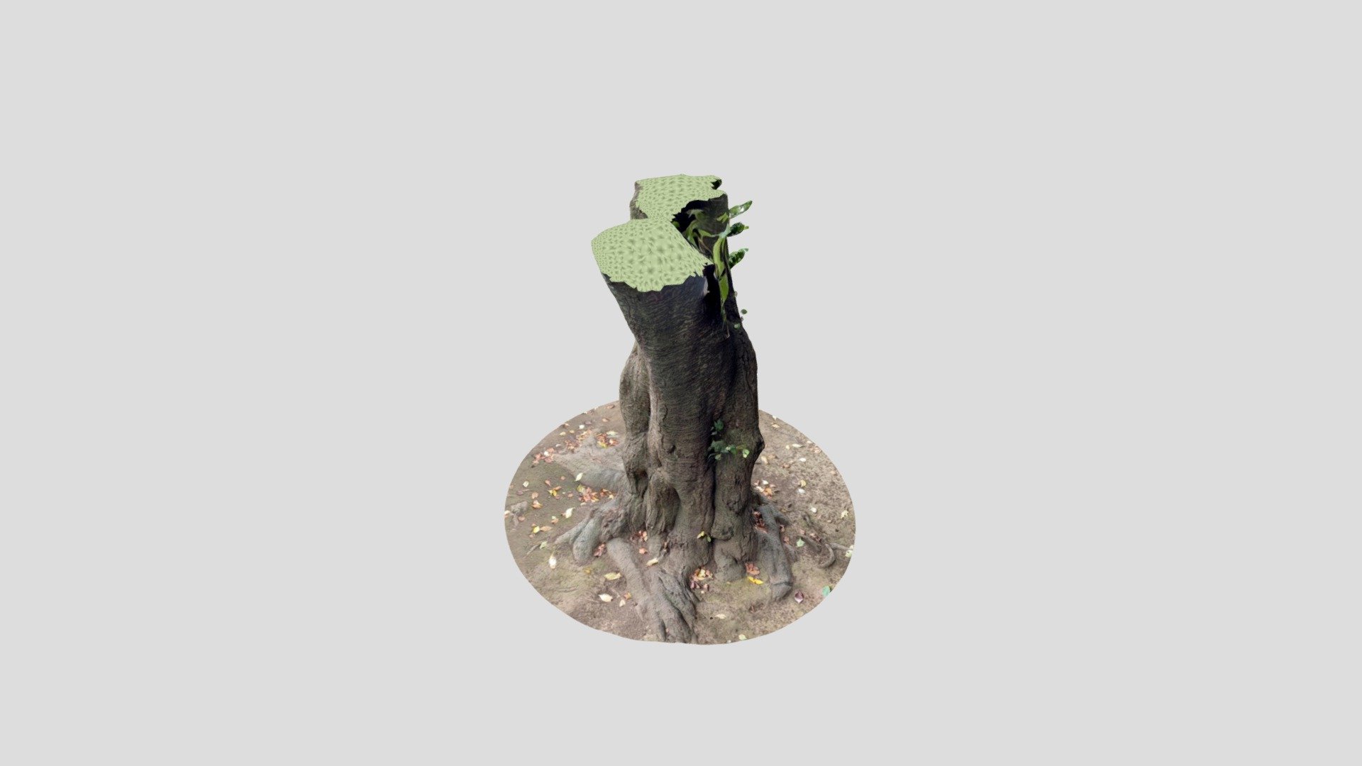 tree4