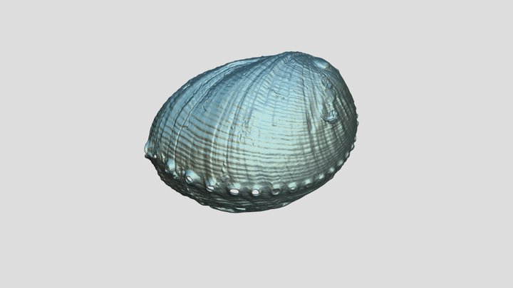 Abalone Shell 3D Model