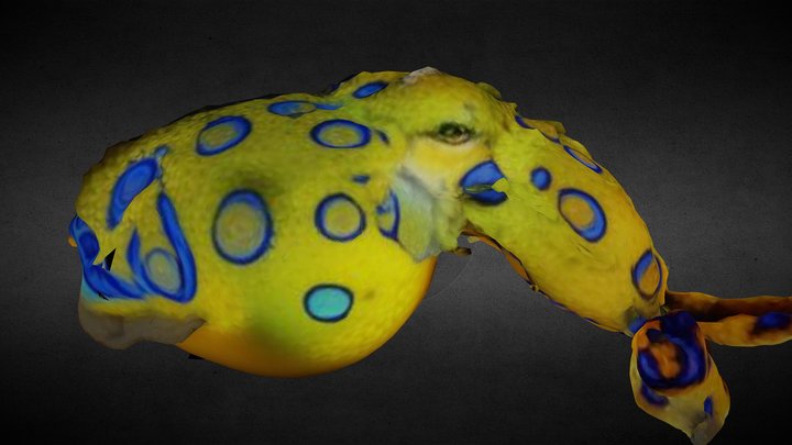 Blue-ringed Octopus (for the ScubaVerse)