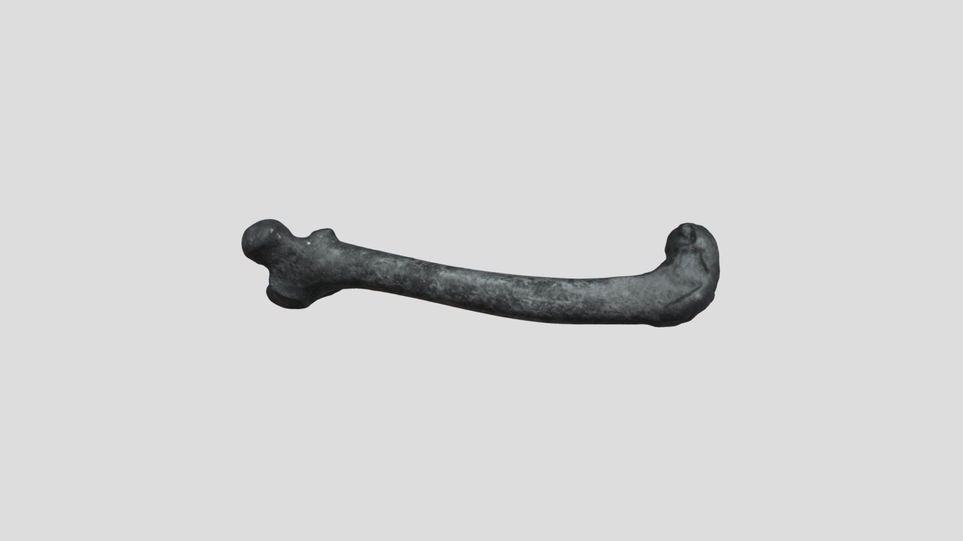 DogRFemur_Final copy