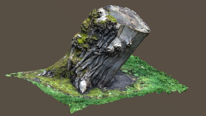 3D scan of a tree stump 3D Model