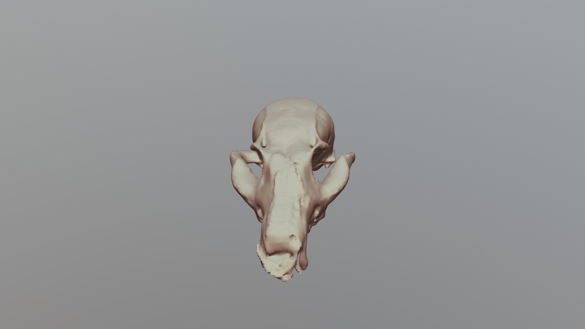 8D-Gray Fox Skull- Multi-BC1135