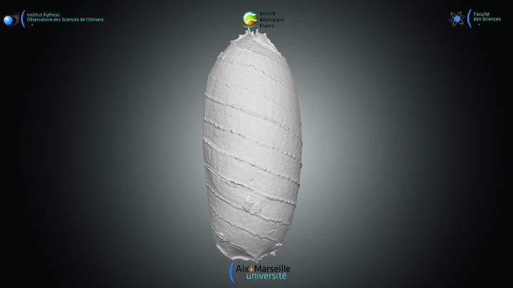 Charophyte - Oospore indét. 1 – Kostenloses 3D-Modell STL