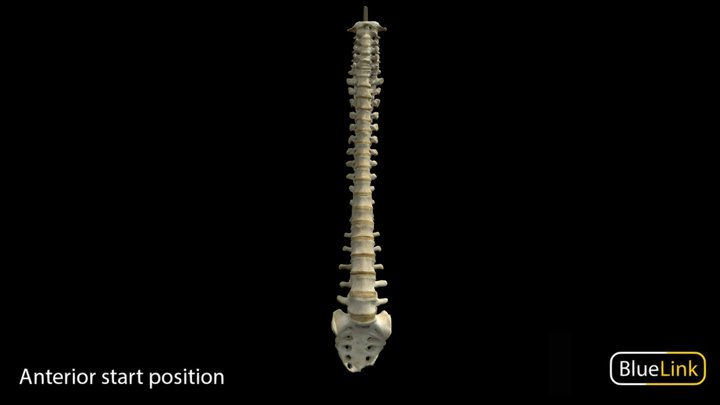 Spinal Column 3D Model