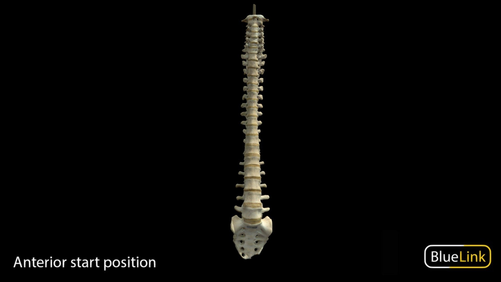 Spinal Column