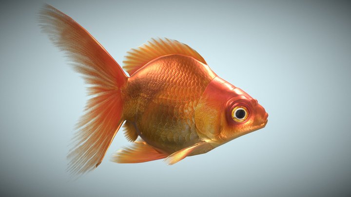Goldfish 3D, Low poly. 3D Model