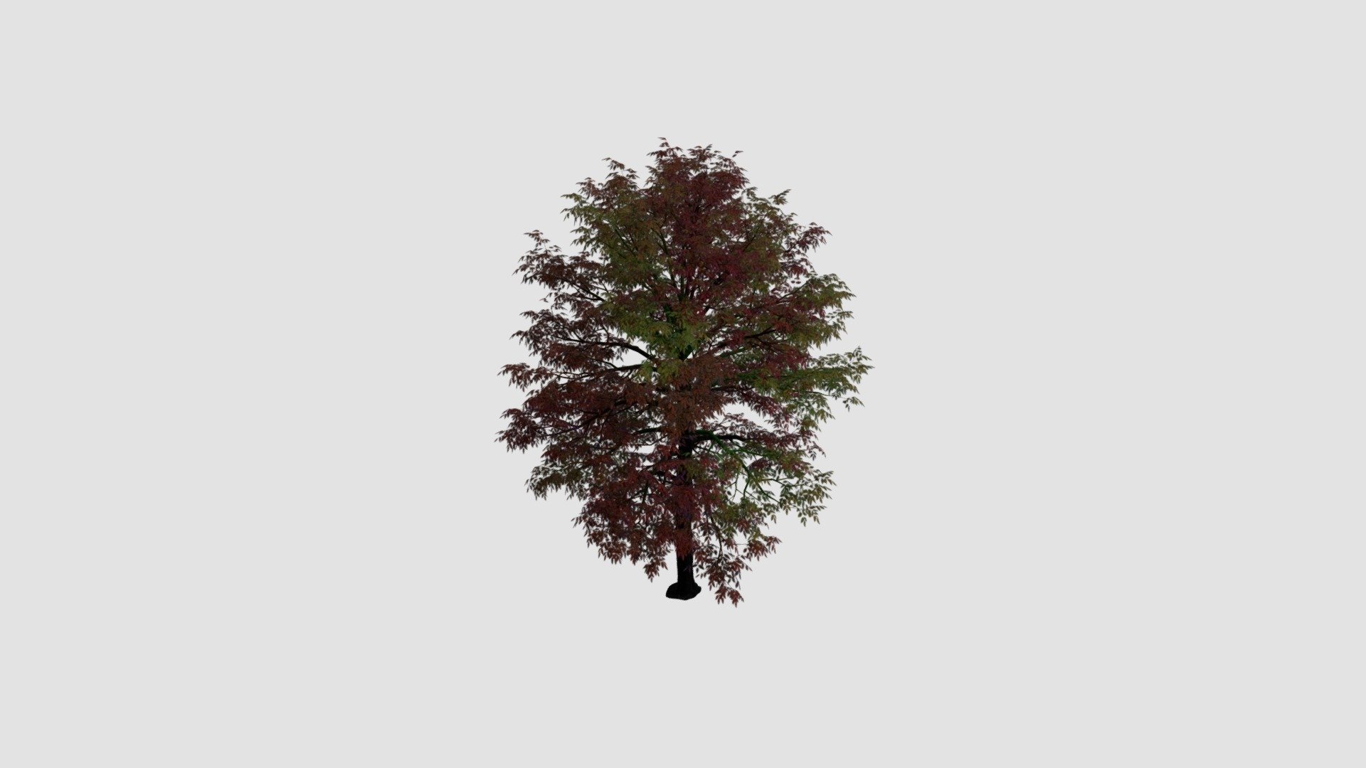 Tree - Buy Royalty Free 3D model by Evermotion [08987be] - Sketchfab Store