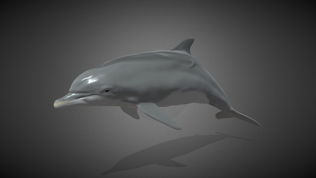 Cetaceans - A 3D model collection by 3dartstevenz - Sketchfab