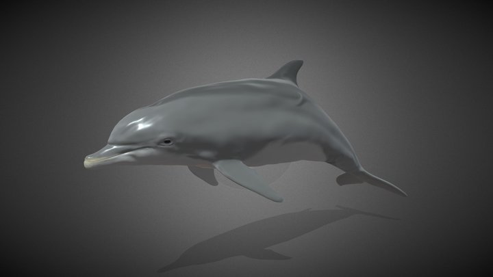 Dolphin bottlenose 3D Model