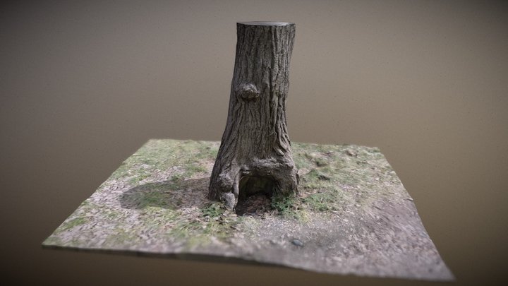Tree with a hollow 3D Model