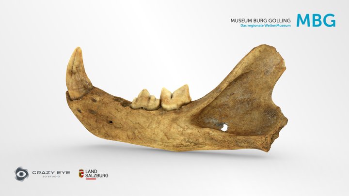 Cave lion mandible 3D Model