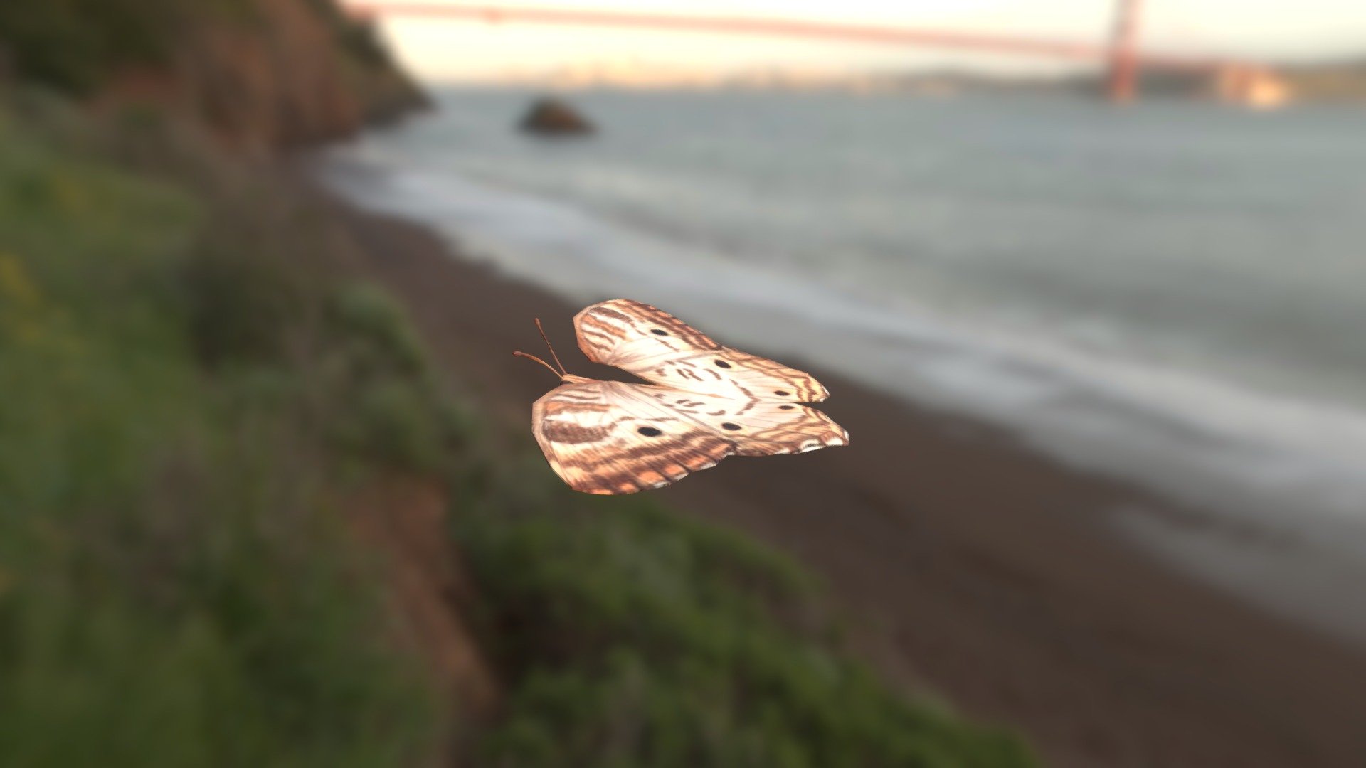 White Peacock Butterfly