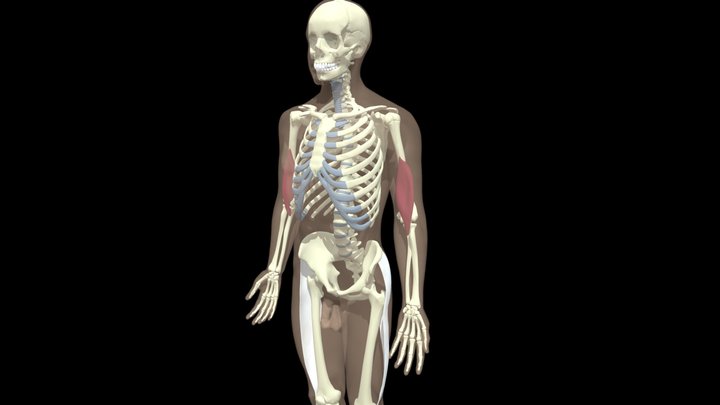 Brachialis 3D Model