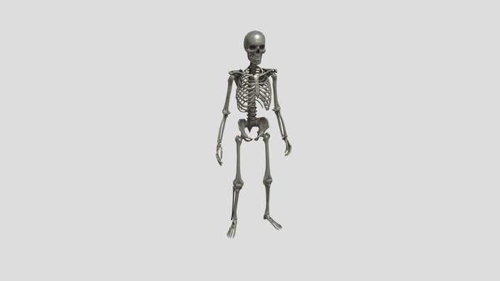 Lowpoly Human Skeleton (Rigged) 3D Model
