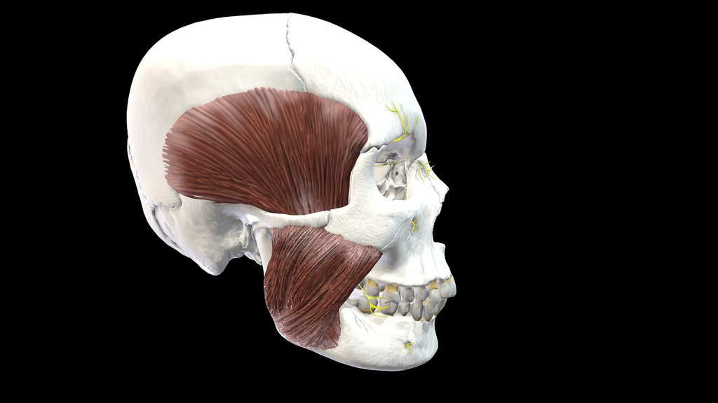 Anatomía FASTA Unidad 1 - 2026