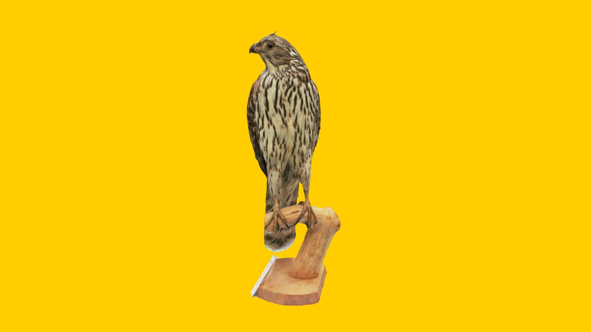Northern Goshawk - 3D model by UIMuseumofNaturalHistory [08acfdd ...