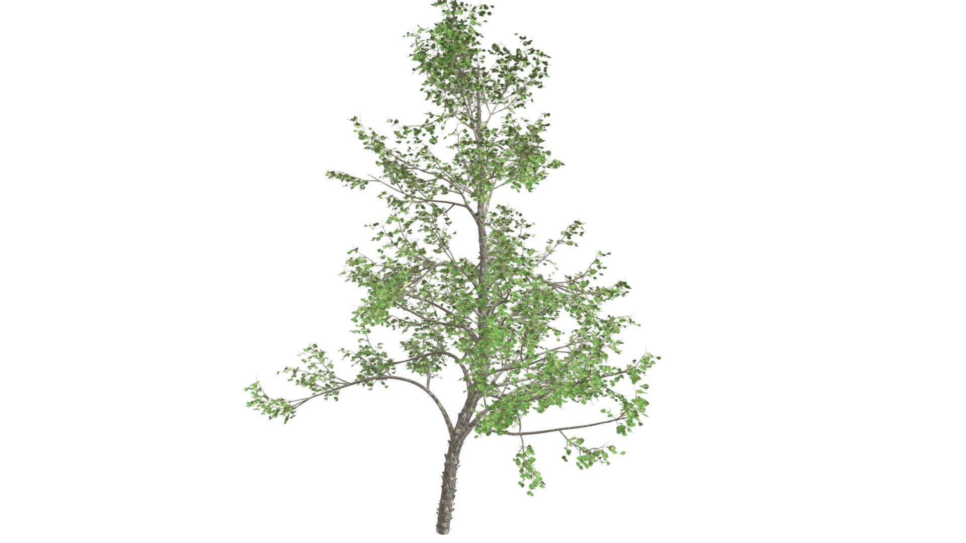 River Birch Tree #03 - Buy Royalty Free 3D model by meshshape [08ad372 ...