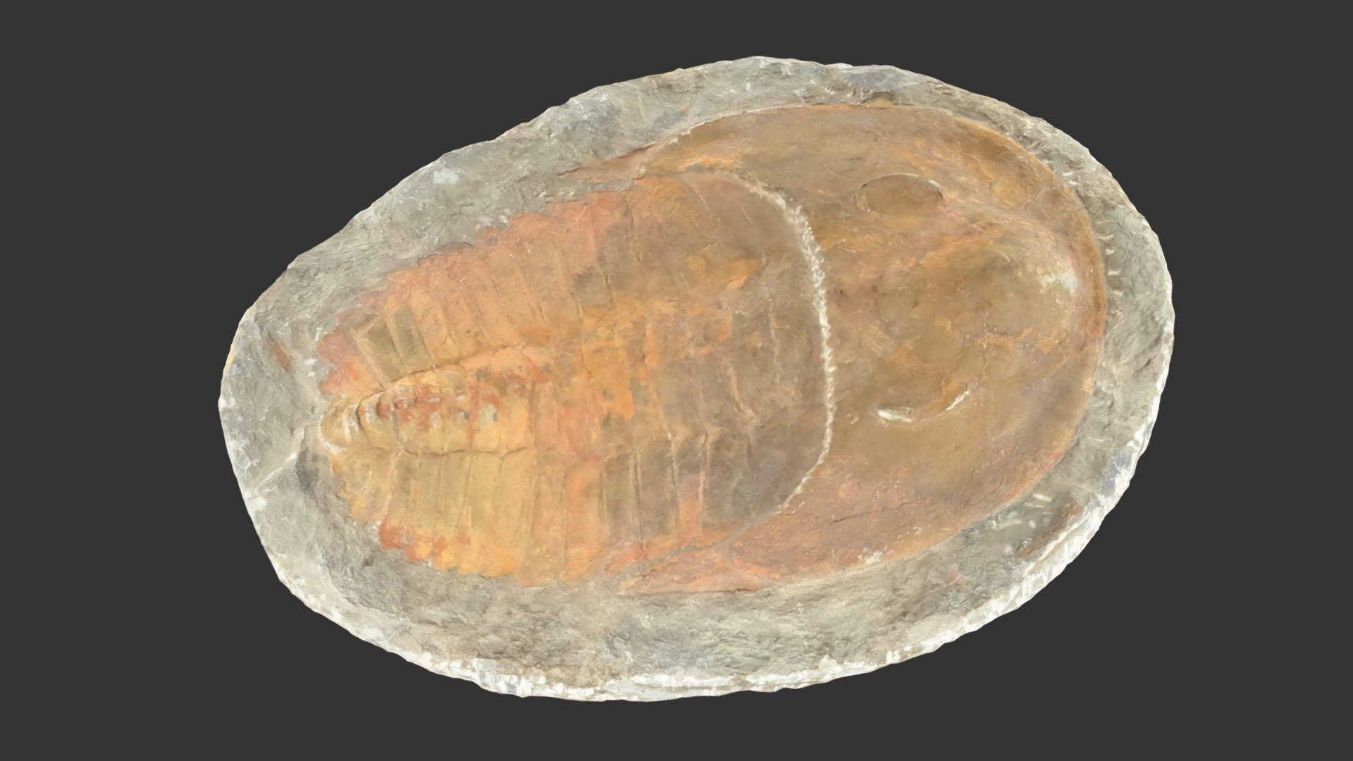 Trilobite