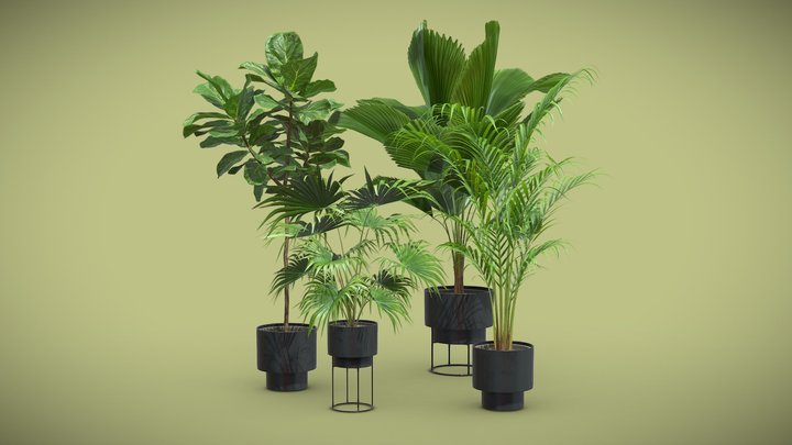 Indoor Plants Pack 53 3D Model