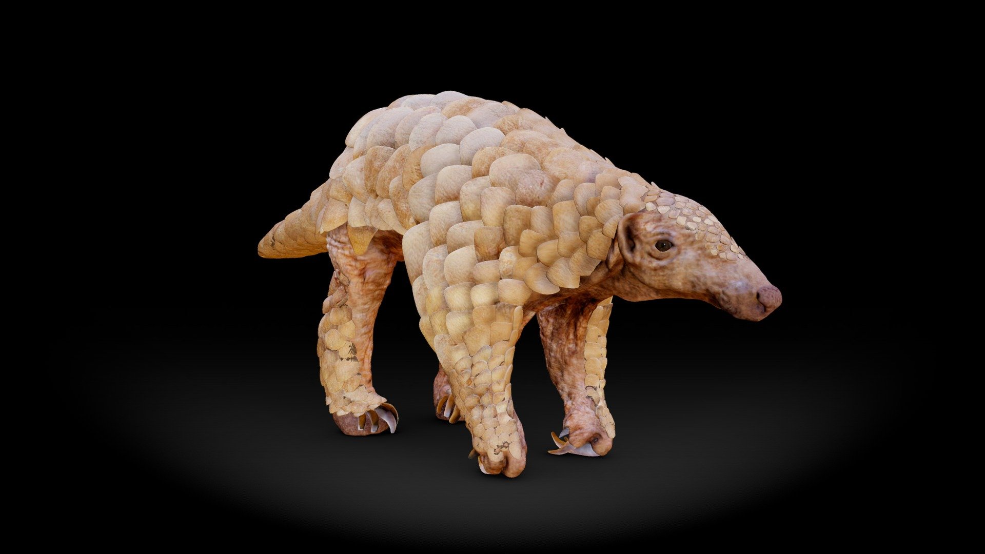 Pangolins of Manyoni – Manyoni News