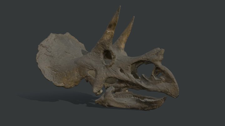 Triceratops Head Scan 3D Model