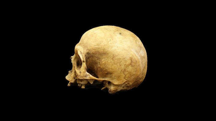 3DF Zephyr SKULL 3D Model