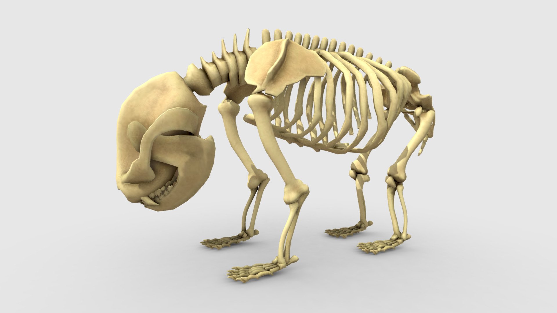 Bones r. Скелет. Скелет панды. Скелет суслика. Скелет одобеноцетопс.