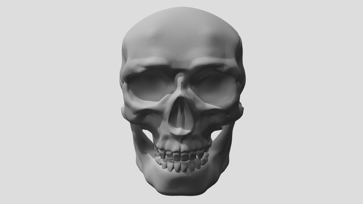 Male Skull 3D Model
