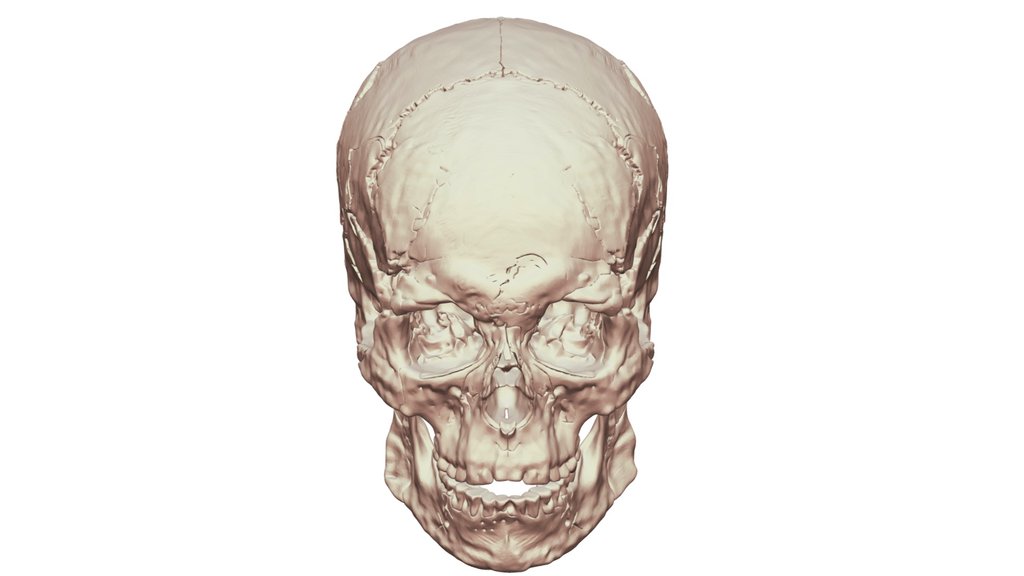 Arene Candide 12 Skull
