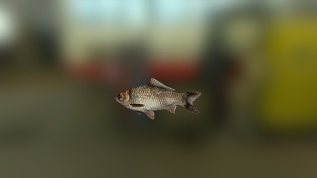 Basic fish_002 3D Model