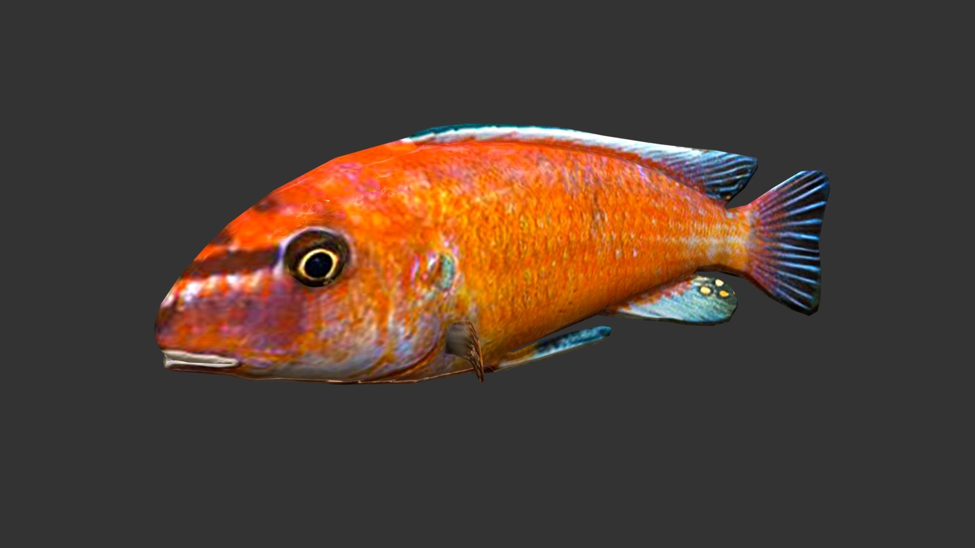 Trewavas Cichlid - 3D model by josluat91 [08d1816] - Sketchfab