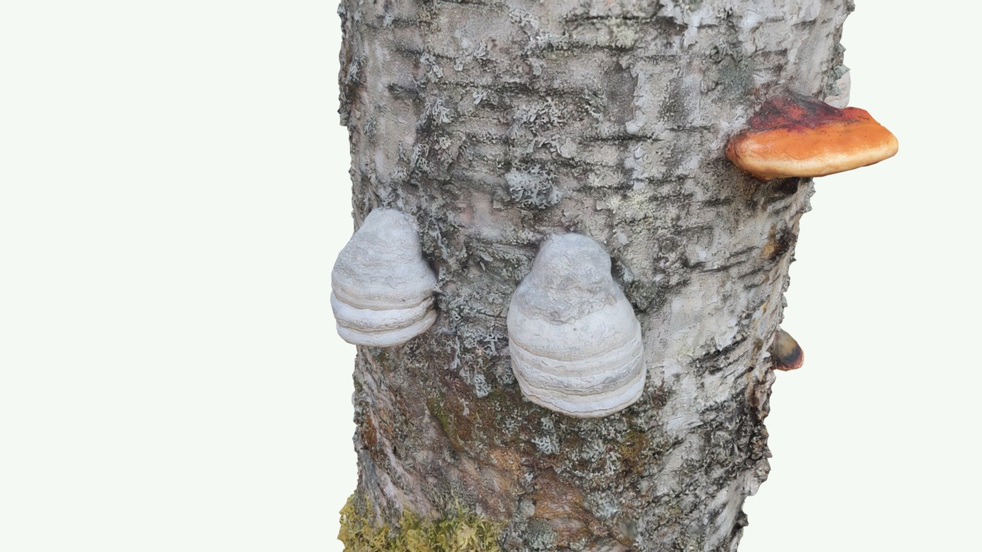 Taulakääpä & kantokääpä