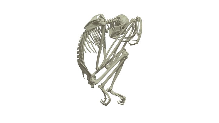 CT Based Adult Gibbon Skeleton 3D Model