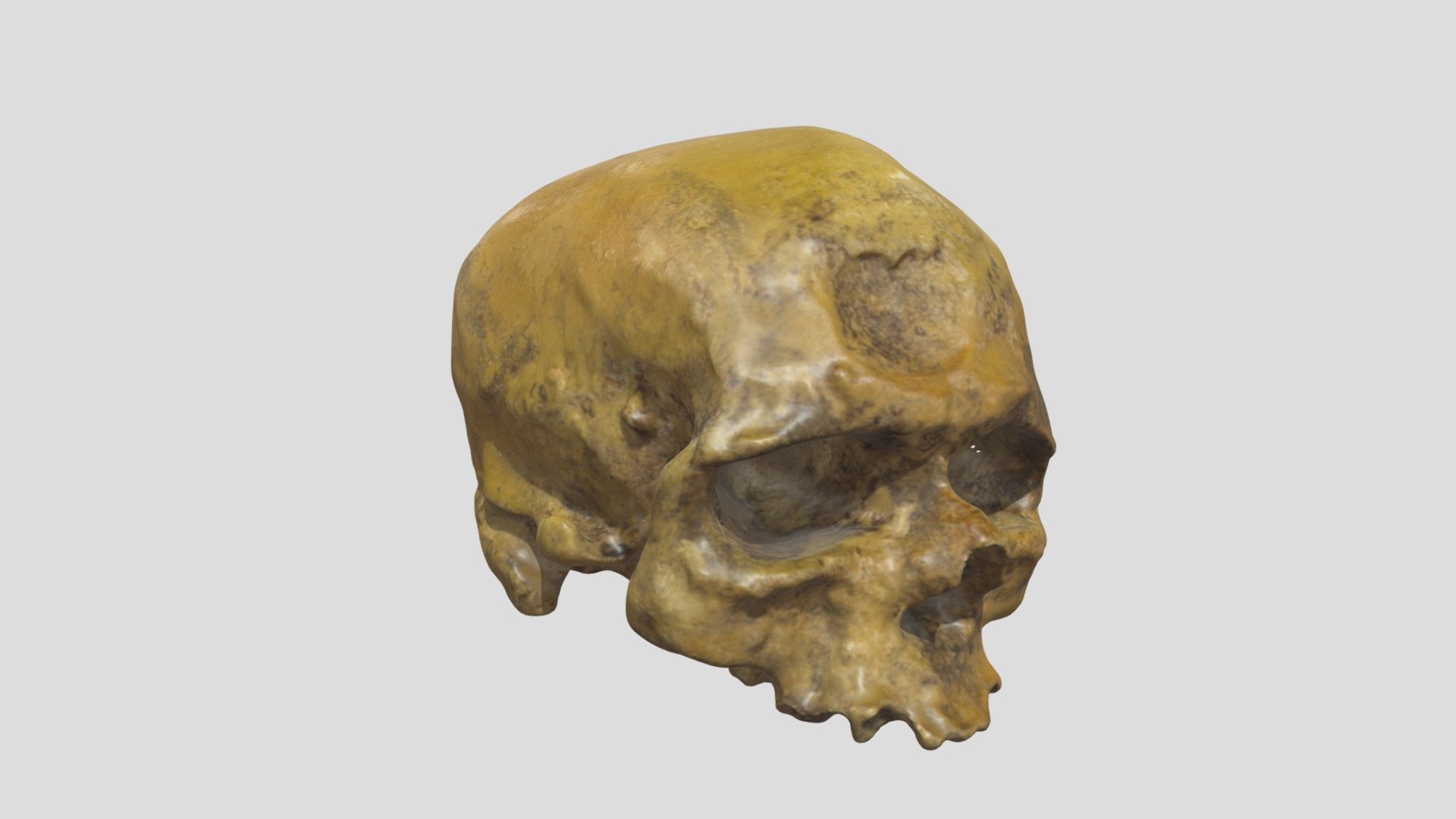 Homo sapiens (Cro-Magnon 1)