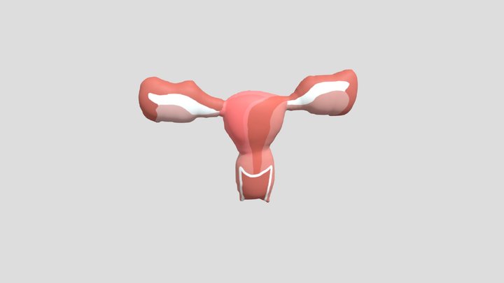 sistem reproduksi wanita 3D Model