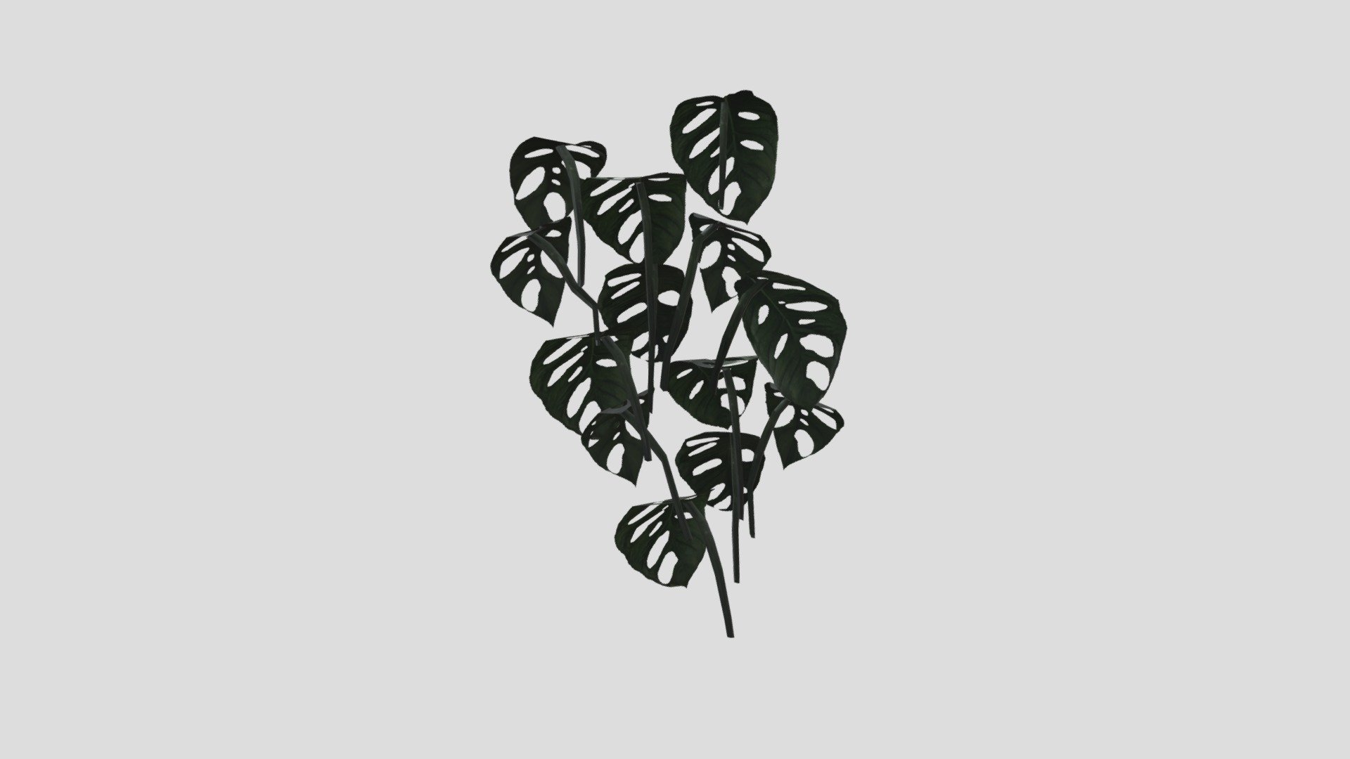 Monstera Adansonii