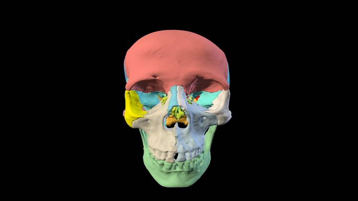 Eve3D Cráneo Humano Desarticulado 3D Model