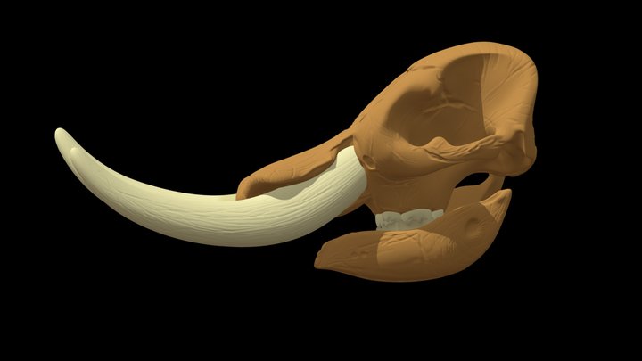 CRANEO_Notiomastodon platensis 3D Model
