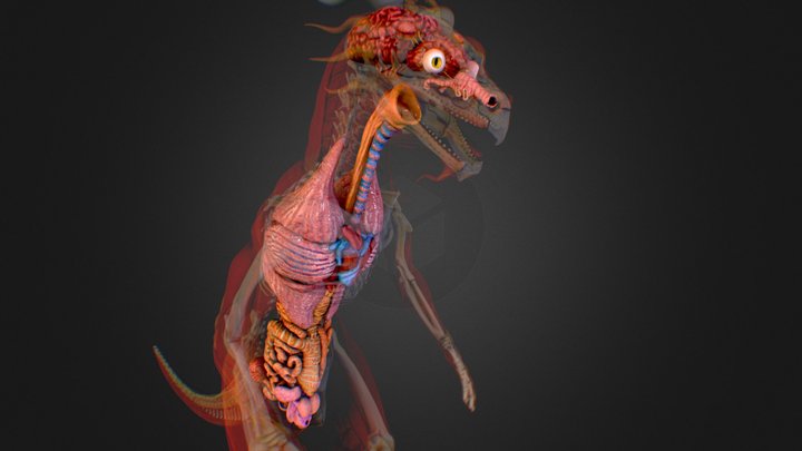 Hizathri anatomical reference - Organs 3D Model
