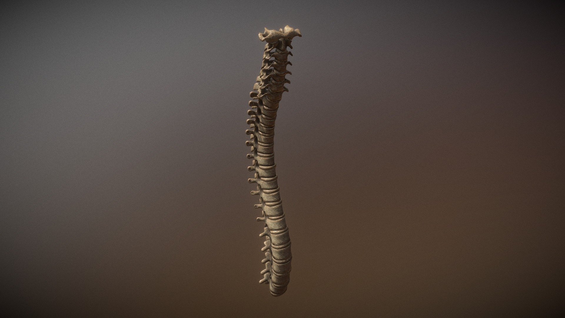 Spine