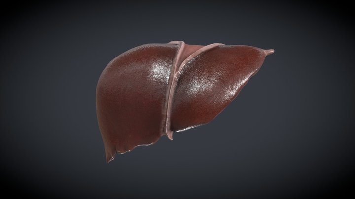 Human Liver Model 3D Model