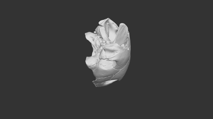 Caretta caretta, skull 3D Model