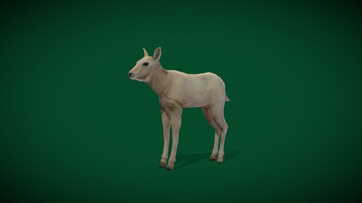 Young-oryx 3D models - Sketchfab