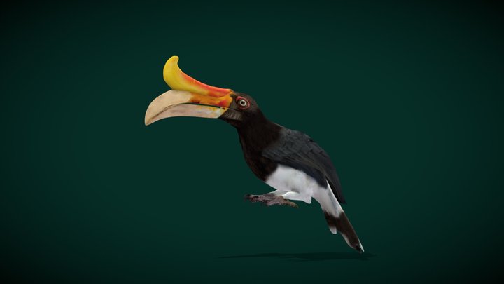 Rhinoceros Hornbill Bird (Endangered) 3D Model