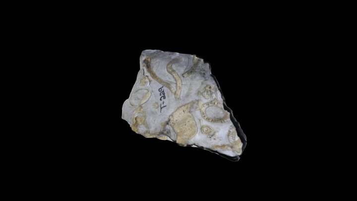 Porifera: Archaeocyathid – Free 3D Model STL