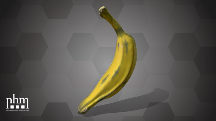 Banana (NHMW-AFW-DING-0046-082) – Modello 3D gratuito STL