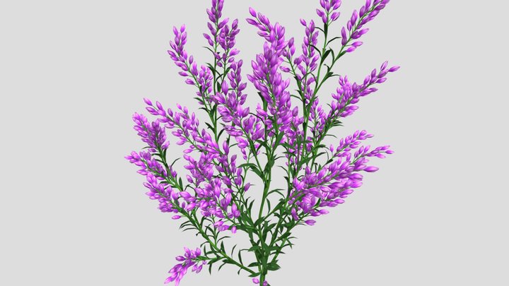 Lavender Flower 3d Model 3D Model