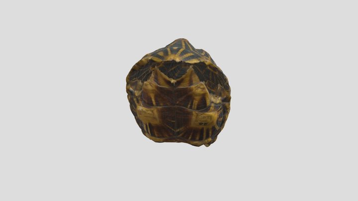 Geometric tortoise (Testudo geometrica) 3D Model