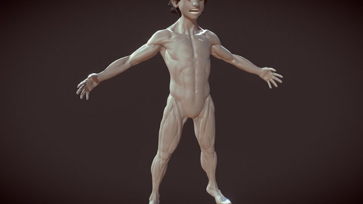 Anatomy Study Male 3D Model